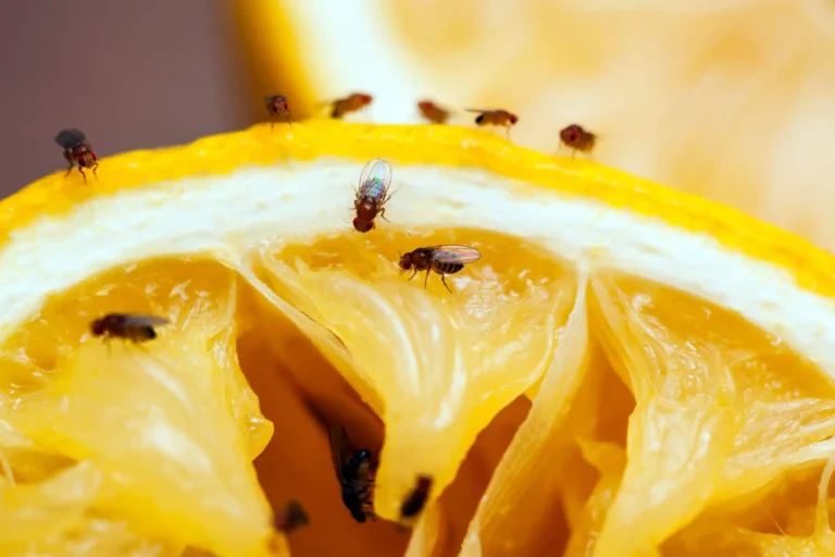 how to get rid of gnats​